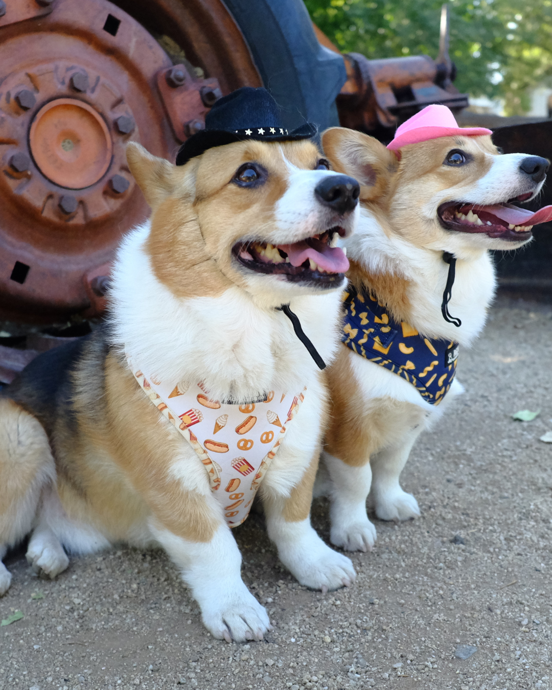 Midnight Rider Canine Hat