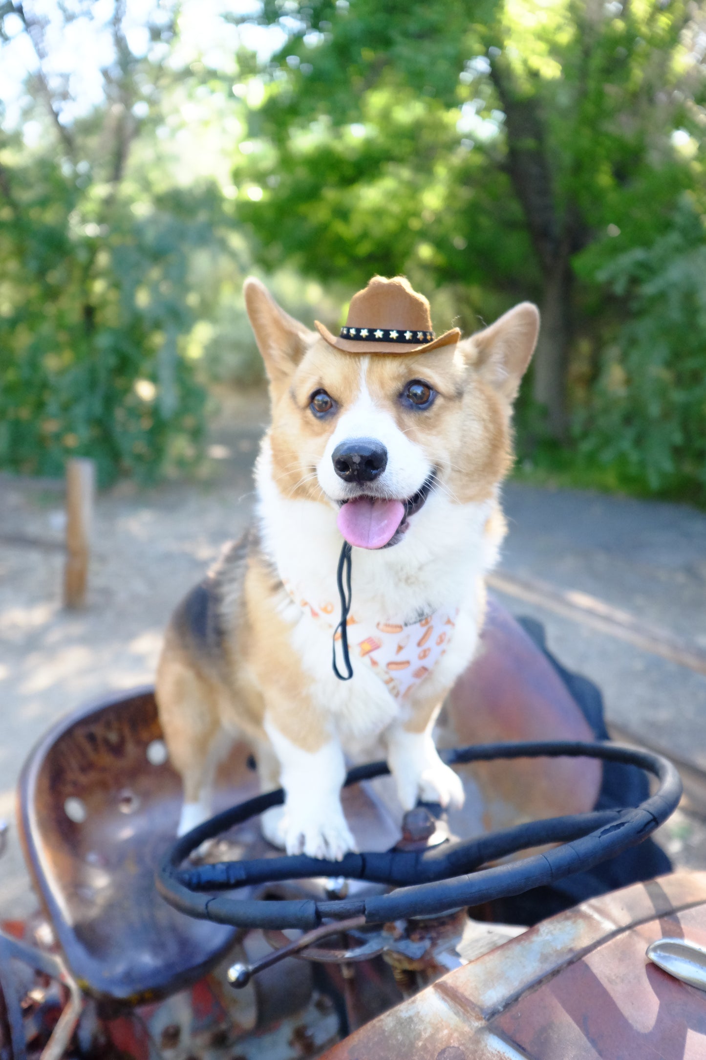 Rustic Rover Canine Cowboy Hat