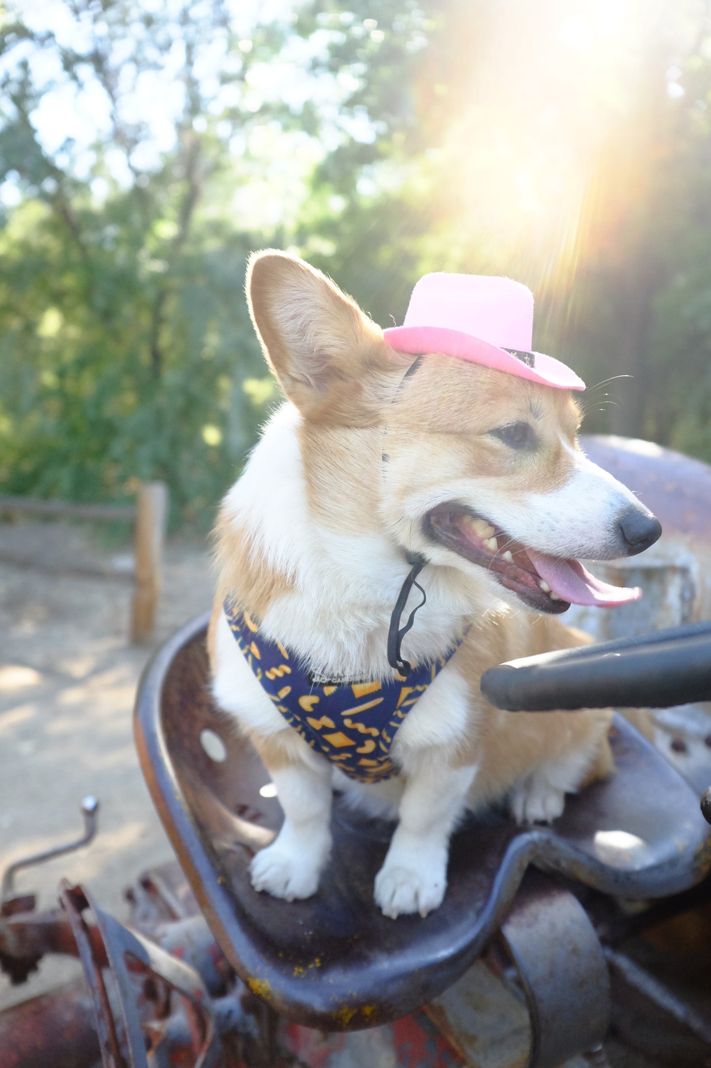 Pink Paws Wrangler Hat