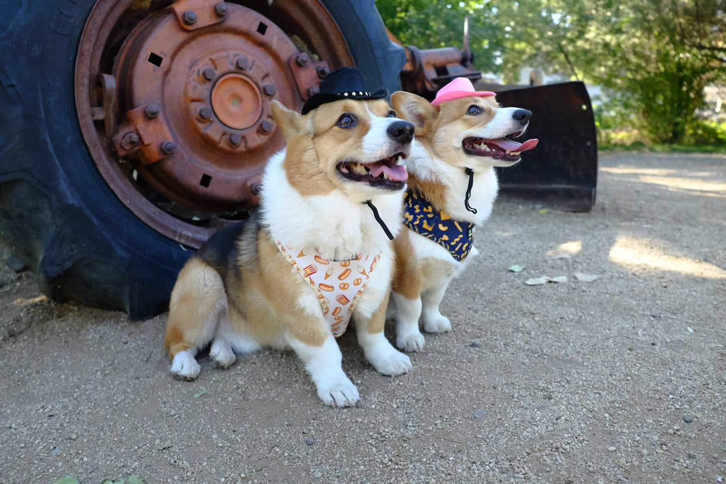 Midnight Rider Canine Hat