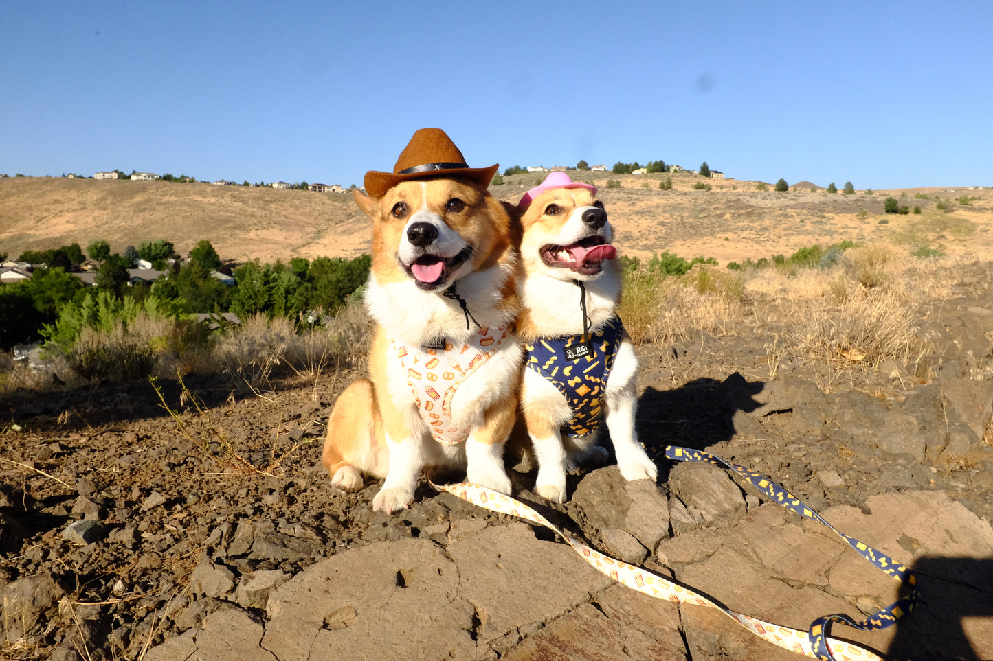 Rustic Rover Canine Cowboy Hat