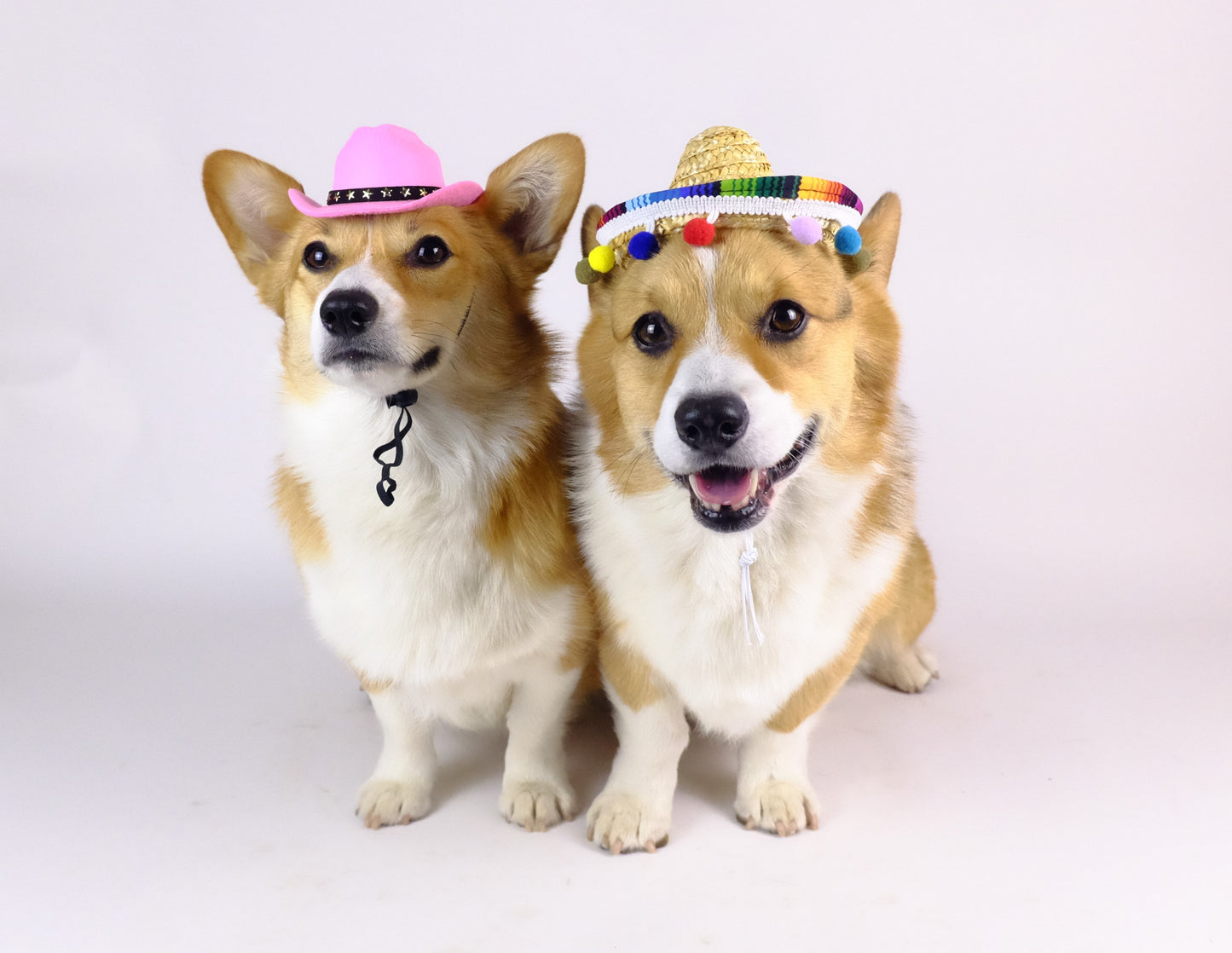 Pawrriba Fiesta Dog Sombrero