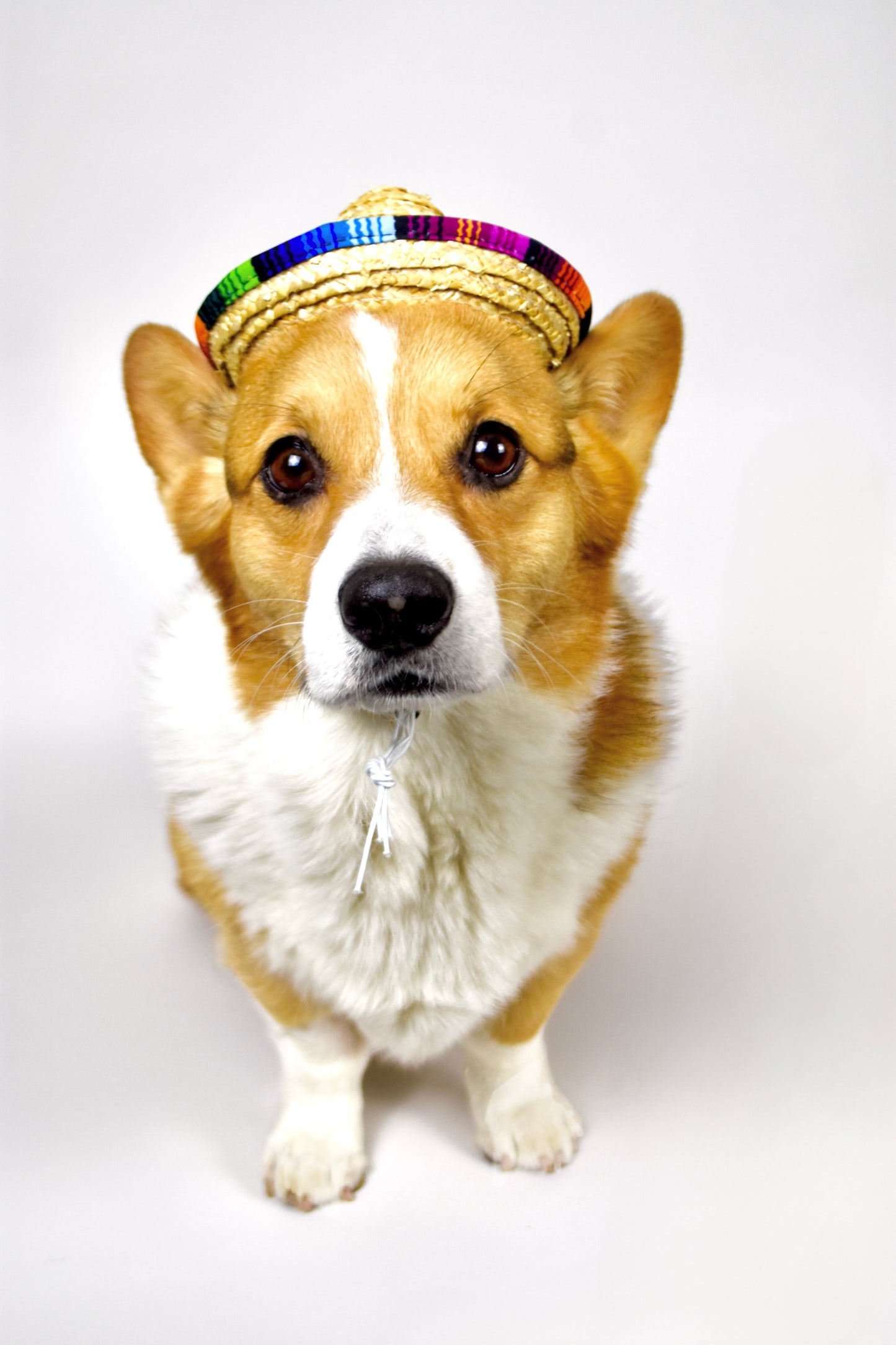 Traditional Dog Sombrero