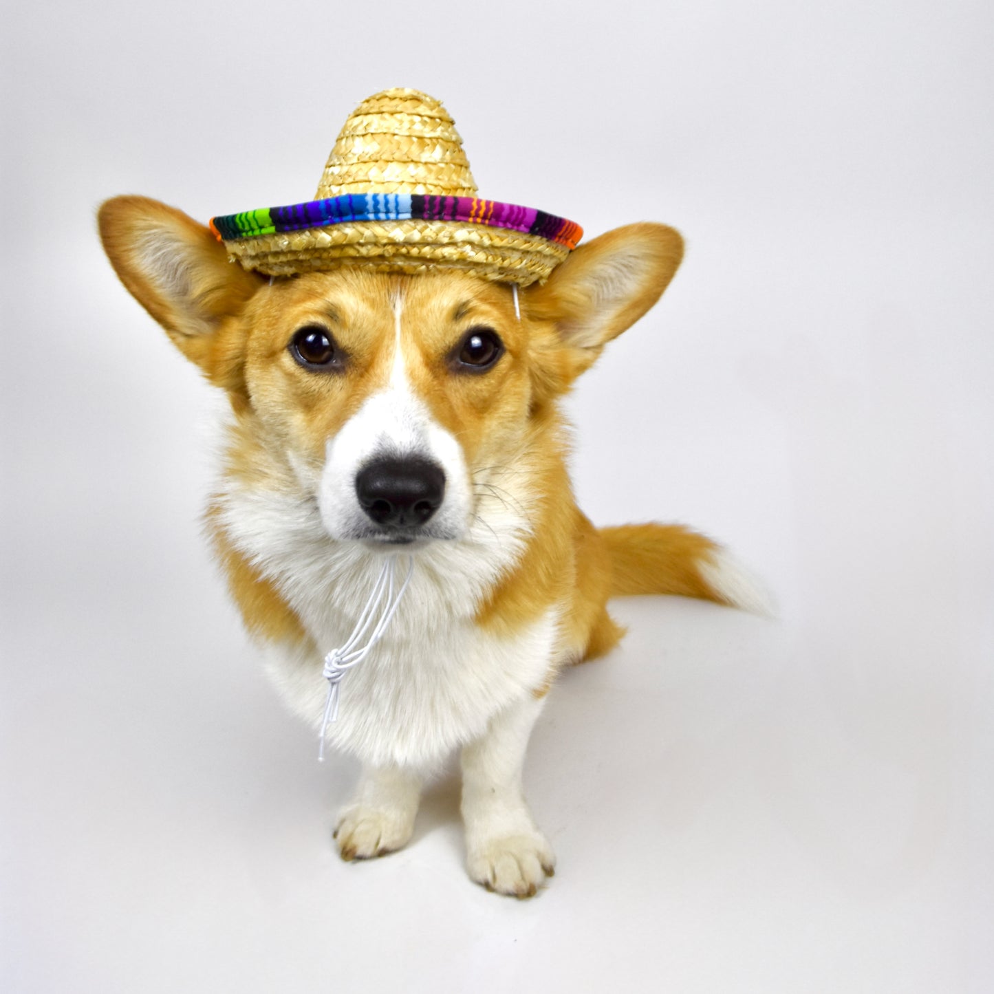 Traditional Dog Sombrero