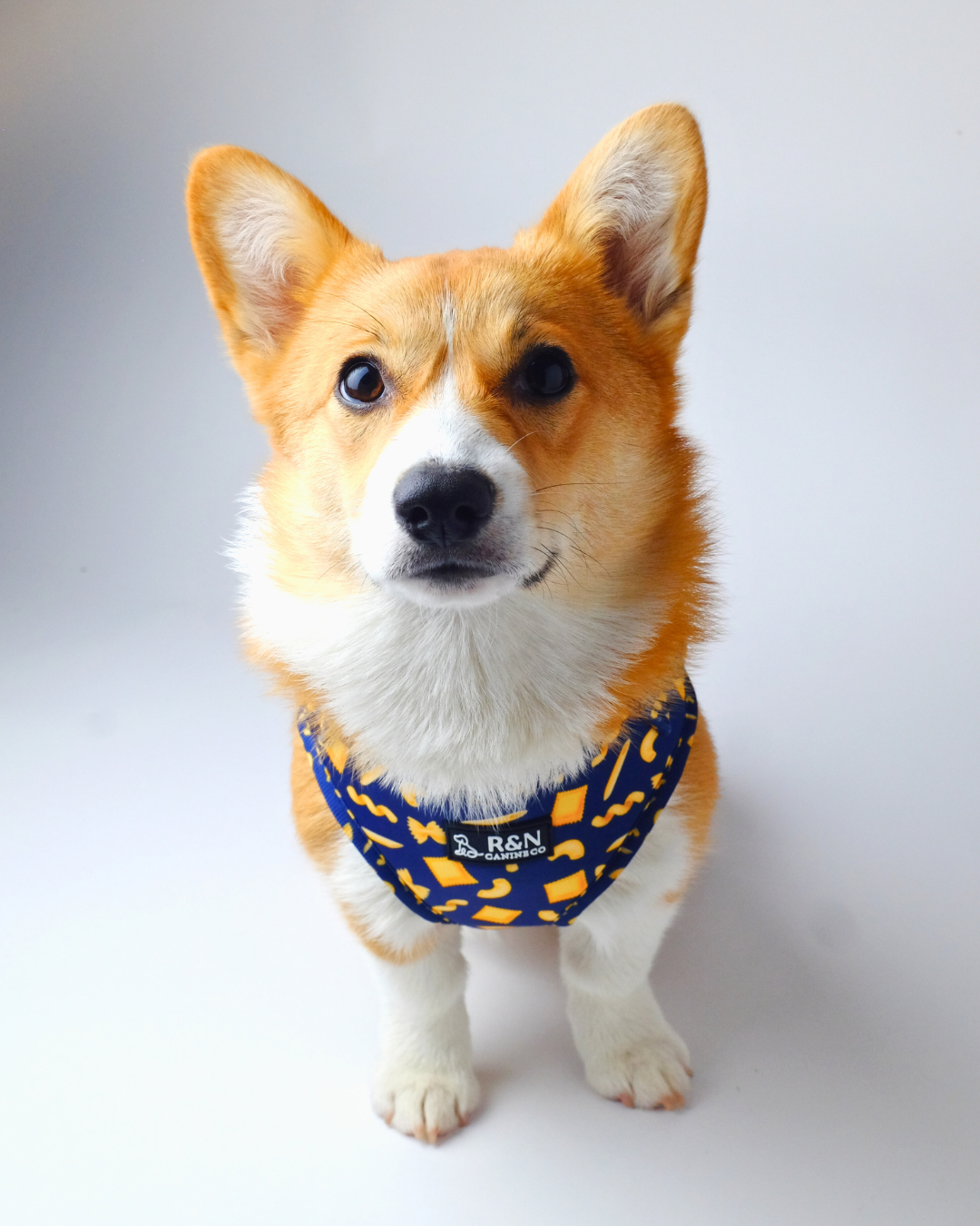 Pasta Paws Dog Harness